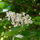 Trompetboom - Catalpa bignoides