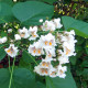Trompetboom - Catalpa bignoides