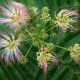Perzische Slaapboom - Albizia julibrissin Tropical Dream 