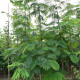 Perzische Slaapboom - Albizia julibrissin Tropical Dream 