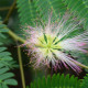 Perzische Slaapboom - Albizia julibrissin Tropical Dream 