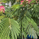 Perzische Slaapboom - Albizia julibrissin Tropical Dream 