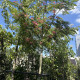 Perzische Slaapboom - Albizia julibrissin Tropical Dream 