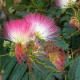Perzische Slaapboom - Albizia julibrissin Tropical Dream 
