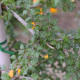 Nothofagus antartica - schijnbeuk