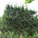 Venijnboom Leivorm - Taxus baccata