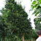 Venijnboom Leivorm - Taxus baccata