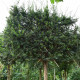 Venijnboom Leivorm - Taxus baccata