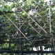 Tilia greenspire - Winterlinde leivorm