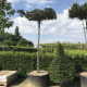 Taxus baccata - Dakvorm venijnboom
