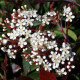 Photinia Fras. red robin - Dakvorm Glansmispel