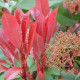 Photinia Fras. red robin - Dakvorm Glansmispel