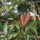 Photinia Fras. red robin - Dakvorm Glansmispel