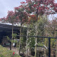 Photinia Fras. red robin - Dakvorm Glansmispel