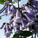 Anna paulownia|Keizersboom - Paulowna tomentosa 'Hulsdonk'
