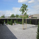 Anna paulownia|Keizersboom - Paulowna tomentosa 'Hulsdonk'