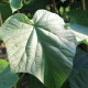 Anna paulownia|Keizersboom - Paulowna tomentosa 'Hulsdonk'