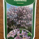 Anna paulownia|Keizersboom - Paulowna tomentosa 'Hulsdonk'
