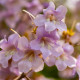 Anna paulownia|Keizersboom - Paulowna tomentosa 'Hulsdonk'