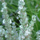 Witte lavendel