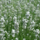 Witte lavendel