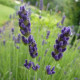 Blauwe lavendel