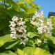 Gele Trompetboom - Catalpa bign. Aurea