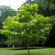 Gele Trompetboom - Catalpa bign. Aurea