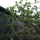 Plataan -  Platanus Hispanica Leivorm