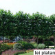 Plataan -  Platanus Hispanica Leivorm