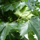 Plataan -  Platanus Hispanica Leivorm