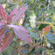 Quercus R. Maya - Leivorm