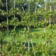 Haag leivorm Amberboom - Liquidambar styraciflua 'Worplesdon'