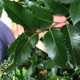 Grootbladige Hulst - Ilex x koehneana 'Chestnut Leaf'