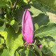 Beverboom - Magnolia Susan
