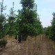 Hulst - Ilex Nelly R. Stevens