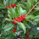 Hulst - Ilex Nelly R. Stevens