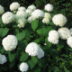 Witte sneeuwbal hortensia - Hydrangea Strong annabelle ®
