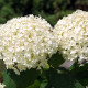 Witte sneeuwbal hortensia - Hydrangea Strong annabelle ®