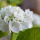 Witte sneeuwbal hortensia - Hydrangea Strong annabelle ®