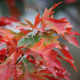 Dak Eik - Quercus Palustris