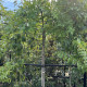 Dak Eik - Quercus Palustris