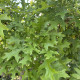 Dak Eik - Quercus Palustris