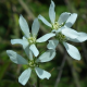 Krentenboompje Meerstammig- amelanchier lamarckii