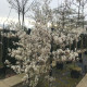 Krentenboompje Meerstammig- amelanchier lamarckii