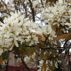 Krentenboompje Meerstammig- amelanchier lamarckii