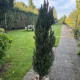 Zuil Taxus - Taxus Fastigiata