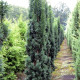 Zuil Taxus - Taxus Fastigiata
