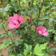 Rode Zuil Hibiscus - Hibiscus syriacus Flower Tower Ruby ('Gandini van Aart Ruby'PBR)