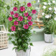 Rode Zuil Hibiscus - Hibiscus syriacus Flower Tower Ruby ('Gandini van Aart Ruby'PBR)
